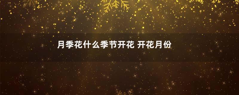 月季花什么季节开花 开花月份
